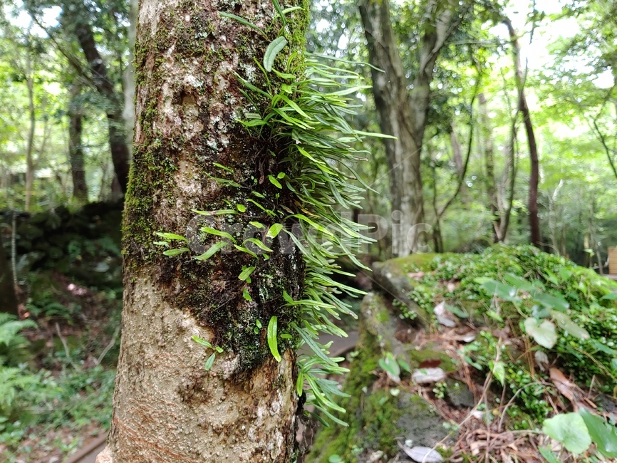 나무,자연,forest,tree,양치식물,green