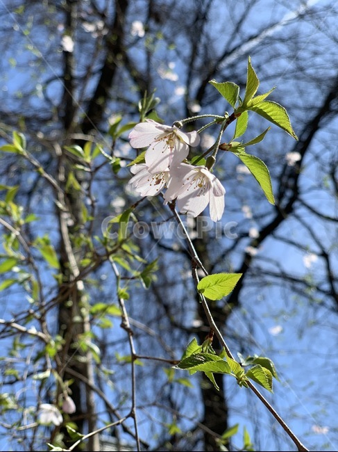 plant,식물,봄,벗꽃,꽁송이