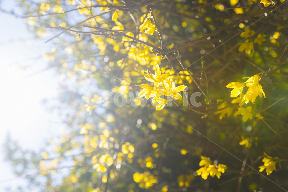 leaf,잎,plant,식물,sunlight,햇빛,감성사진