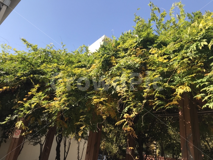 가을,가을하늘,하늘,청량함,나무,가을나무,식물,자연,plants,nature