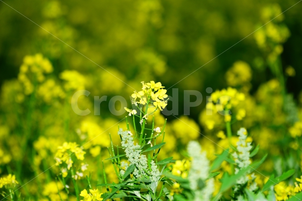 유채꽃,꽃,식물,자연,봄,봄,계절,spring,season,식물,자연,plants,nature,꽃,flower,plant,blossom