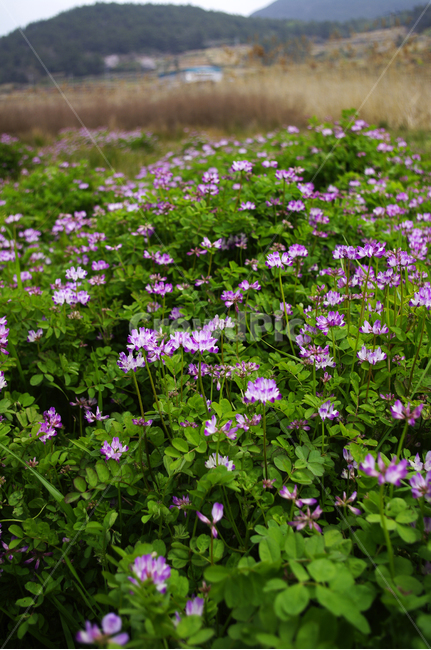 자운영,꽃,flower,계절,봄,spring,꽃밭,식물,plant,식물,자연,plants,nature,꽃,flower
