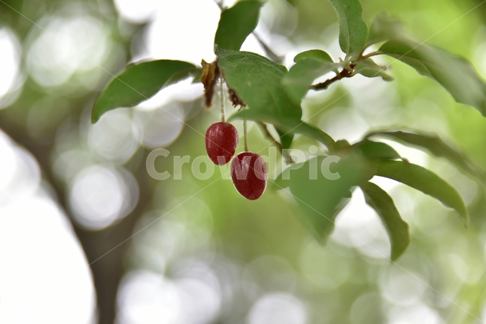 보리수,열매,자연,나무,나뭇잎,과일,열매,fruit