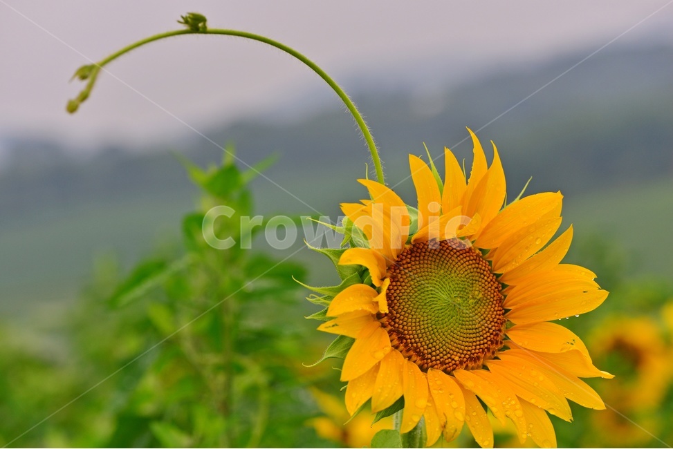 plant,식물,flower,blossom,해바라기,해바라기꽃,해바라기밭,고창,학원농장,농장