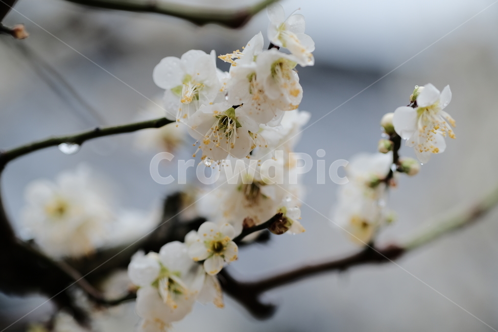 봄,꽃,벚꽃,spring,flower,봄꽃,rainyday,식물,plant,봄,계절,spring,season