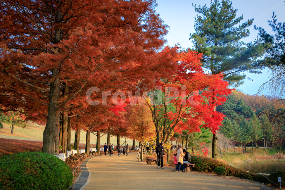 나무,단풍,단풍나무,가을,청남대,가로수길,tree,plant,식물,maple,자연,풍경,nature,landscape,가을,계절,fall,autumn,season