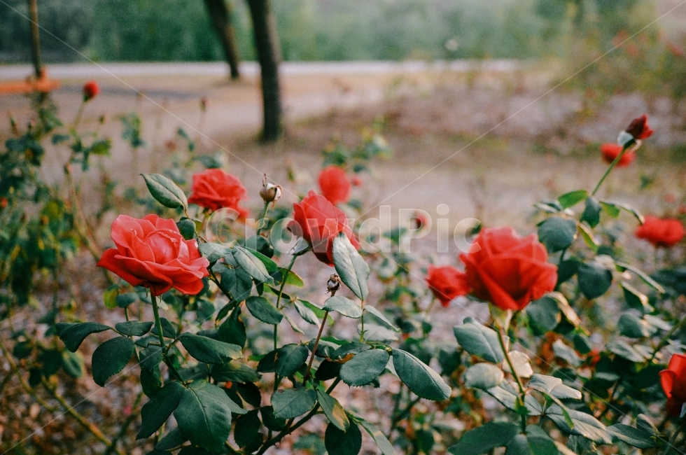 공원,가을,장미,빈티지,꽃,산책,정원,식물,자연,plants,nature,꽃,flower,감성,sensible,feeling