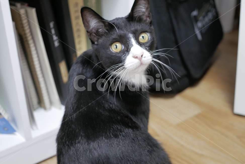 고양이,개냥이,애교,호기심,표정,얼굴,동물,귀여운