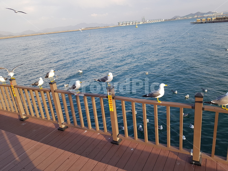 갈매기,새우깡,바다,바람,구름,새,여유,힐링,동물,animal,조류,새,birds