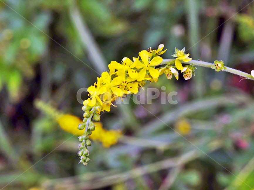 온시디움,착생란,여름,계절,조직배양묘,식물,꽃,식물,자연,plants,nature,꽃,flower