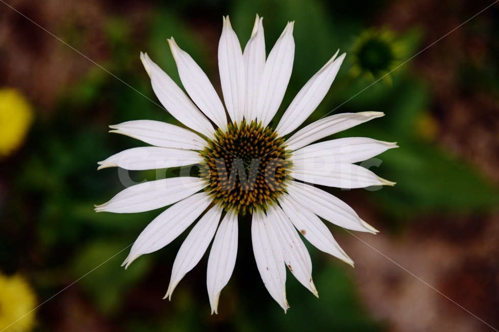 계절,나무,자연,풍경,꽃,season,nature,landscape,scenery,scene,view,flower,bloom,식물,자연,plants,nature,꽃,flower