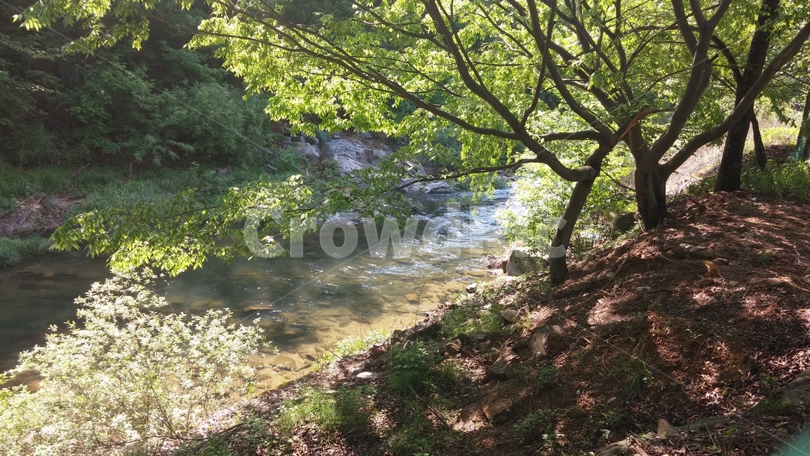 꽃,봄,나무,산,계곡,자연,풍경,nature,landscape,water,물,outdoors,옥외,creek,작은 만,stream,흐름