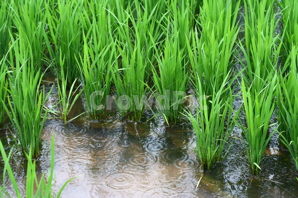 논,벼,벼재배,농사,농업,산업,industry,industrial,농업,농사,agriculture,farming,farming industry