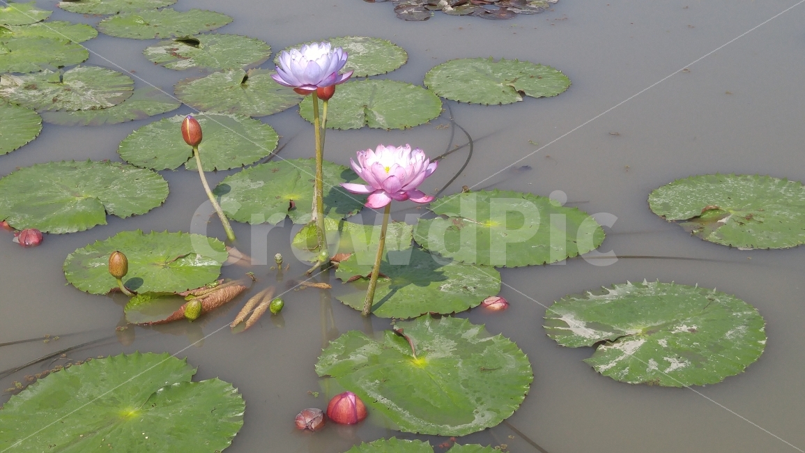 꽃,짝꿍,꽃잎,수련,연인,회상,감성,계절,자연,구경,식물,자연,plants,nature,꽃,flower