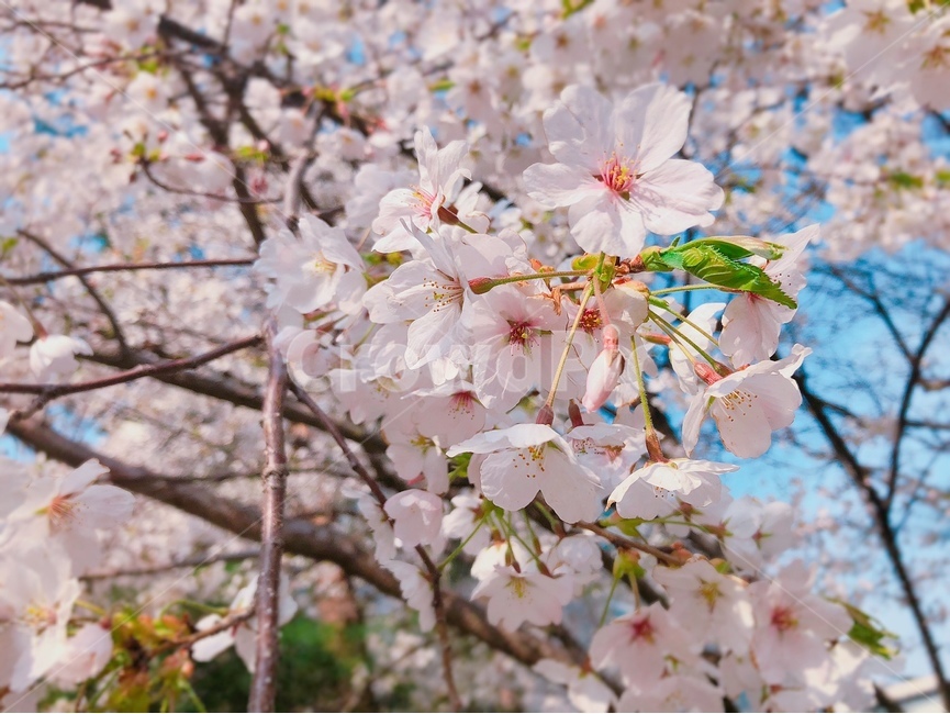 꽃,flower,벚꽃,cherryblossom,봄,꽃나무,pink,분홍,연분홍,nature,감성,생화,싱그러운,plants,식물,초록,green,자연,색깔,color,spring,sensible,season,tree,색채,색상,색감,colorsense,계절