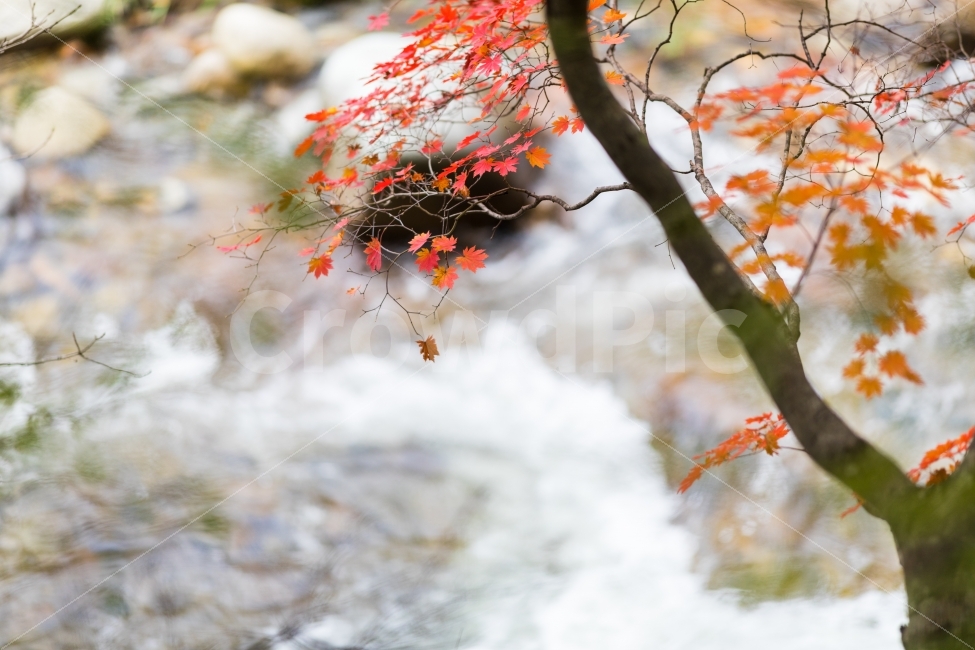 가을,단풍,계곡,풍경,나무,가을,계절,fall,autumn,season,감성,sensible,feeling,leaf,잎,plant,식물,tree,maple