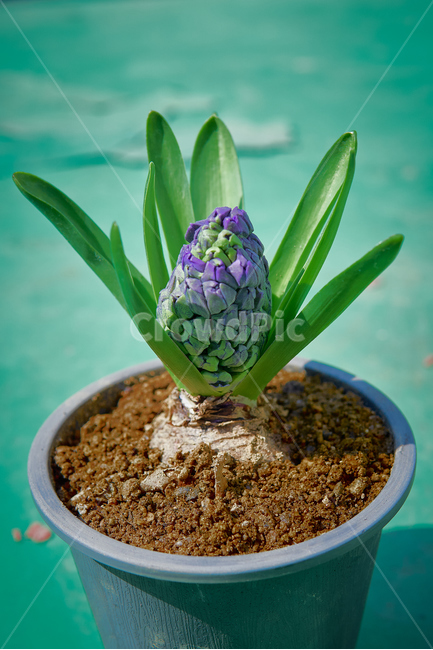 꽃집,히아신스,인테리어,interior,flower,들꽃,생화,조화,화분,hyacinth,자연,nature,생태계,ecosystem,plant,꽃,식물,실내용화초,화분,화초,house plant