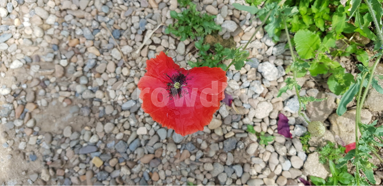 꽃,식물,자연,빨강,향기,여름,계절,식물,자연,plants,nature,꽃,flower