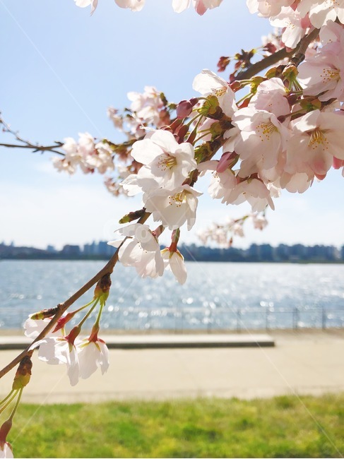 벚꽃,cherryblossom,꽃,flower,plant,식물