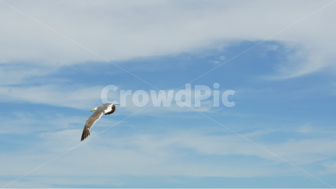 갈매기,바다,강,한강,하늘,동물,animal,조류,새,birds