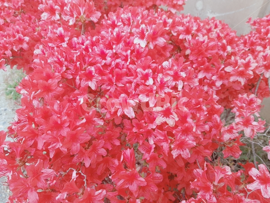 봄,봄꽃,꽃,영산홍,철쭉,식물,spring,flower