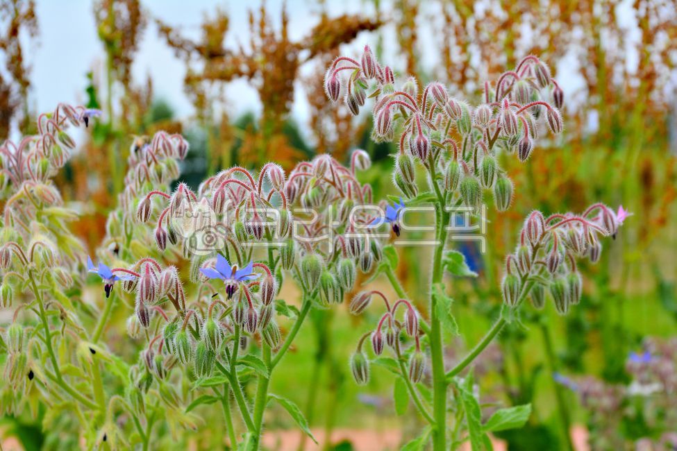 Borage,ornamental,herb plant,Herb,herbs,flower,plant,Aromatherapy,medicinal plants,For gardening