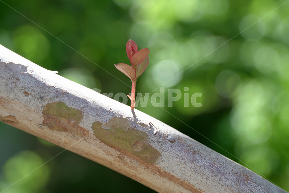 꽃,자연,접사,녹색,힐링,신선함,season,plants,nature,flower,sensible,feeling,색깔,색상,색채,색감,colorsense,colorsensitivity,feelingofcolor,감성,평온함,느낌,휴식,나무,새싹