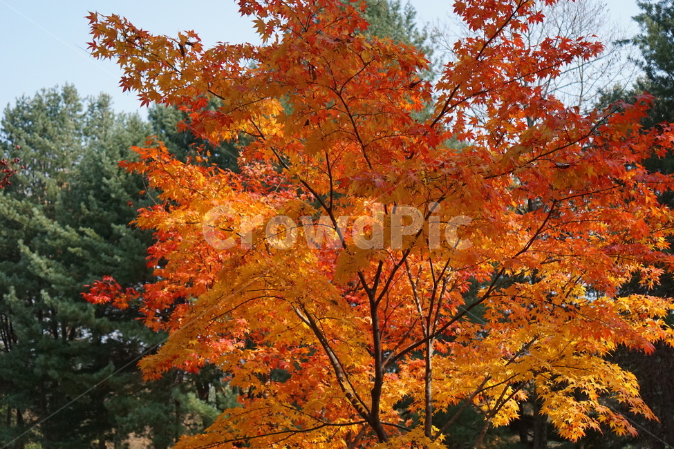 가을,단풍,남이섬,남이섬단풍,가을풍경,가을,계절,fall,autumn,season,식물,자연,plants,nature,나무,trees,wood,plant,leaf,잎,tree,maple