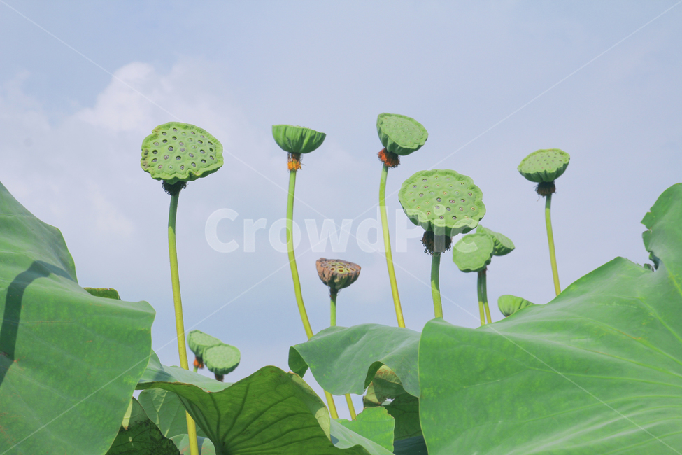 연자육,연꽃씨,연방,연밥,연씨,연꽃,수련,식물,연잎,lotus,sprout,plant,flower,leaf,green