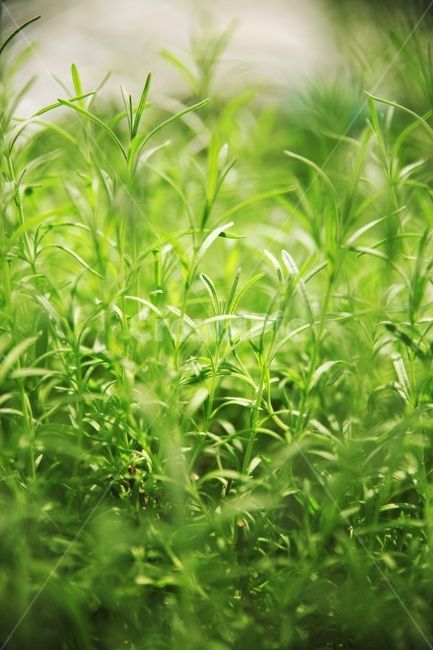 초록,잔디,식물,green,plant,풀