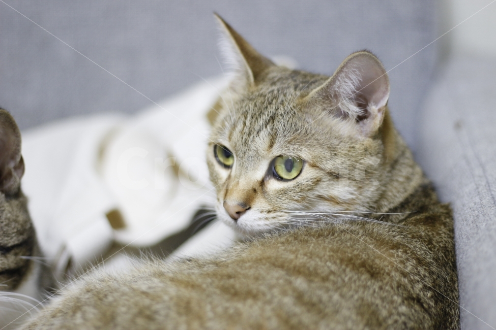 고양이,동물,반려묘,애완동물,길고양이,반려동물,캣맘,캣대디,길냥이,코숏,코리안숏헤어,한국고양이,동물,animal,포유류,mammal,고양이,cat,kitten,kitty