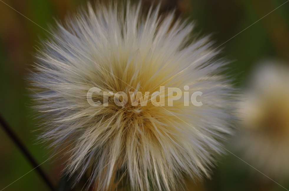 솜털,붉은서나물,털,털복숭이,털뭉치,강아지털,솜뭉치,포근,fur,beauty,macro,closeup,감성,감정,emotion,nature,soft,feeling,자연,계절,접사,매크로,클로즈업,확대,미니,작은세상