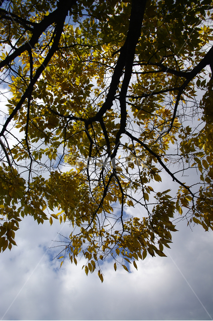 나무,가을,자연,nature,식물,plant,하늘,구름,가을,계절,fall,autumn,season,tree,leaf,잎,tree trunk,나무 줄기