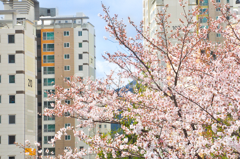 벗꽃,cherryblossom,꽃,하늘,분홍색,식물,봄,spring,blossoms,plant,자연,nature,배경화면