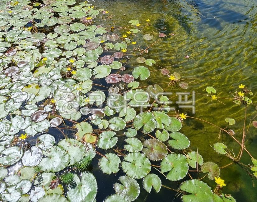 nature, 자연, pond, 연못, water, 사진,이미지,일러스트,캘리그라피 - mj 스케치작가
