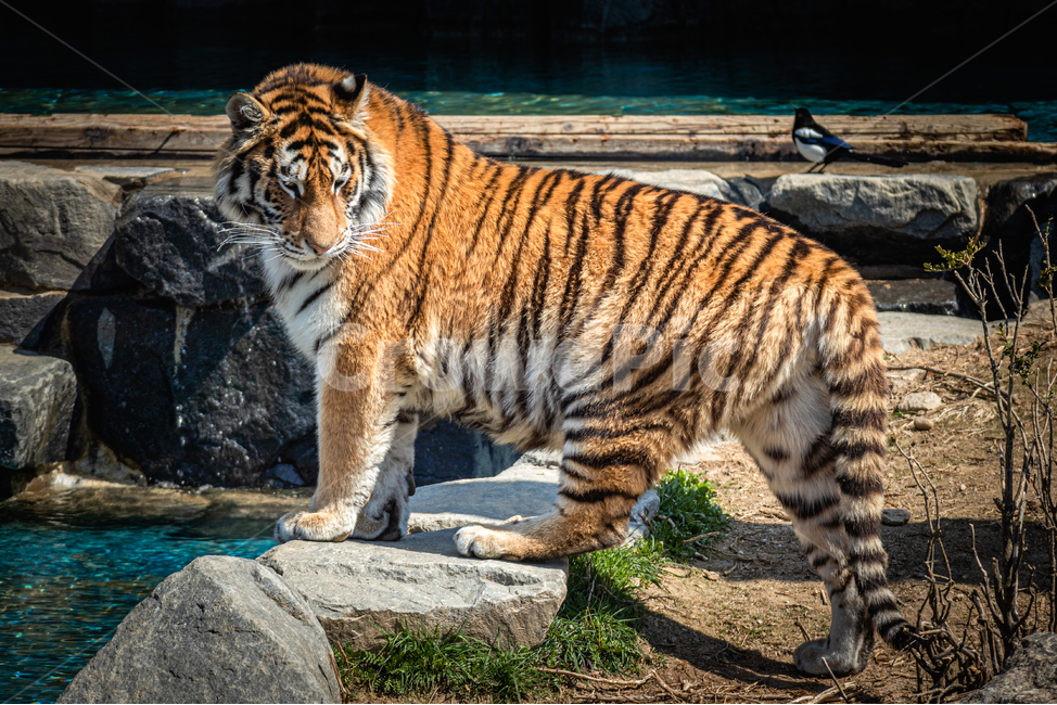 tiger,호랑이,animal,동물,동물원,동물,animal,포유류,mammal