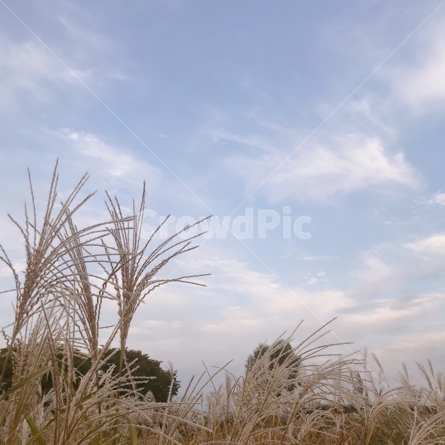 억새,식물,하늘,구름,나무,plant,sky,blue,white,green,tree