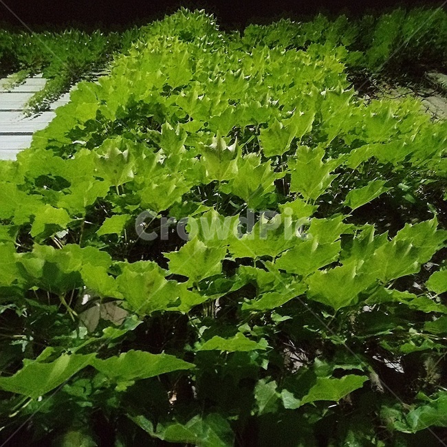 환경,담쟁이,덩굴,벽면녹화,공존