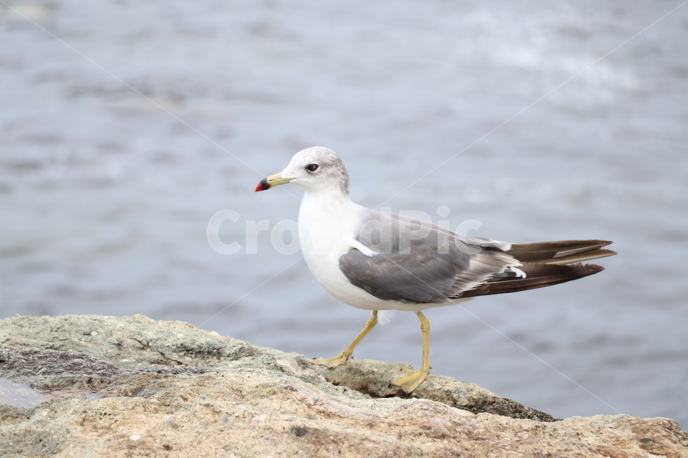갈매기,바다새,새,해고양이,laruscanus,동물,animal,조류,새,birds