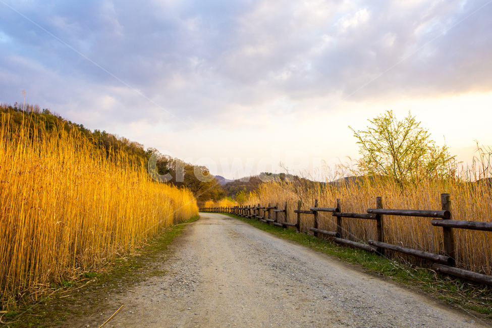 road,자갈,흙길,자연,갈대,울타리,하늘,옥천,풍경,nature,outdoors,가을,계절,fall,autumn,season,자연,풍경,nature,landscape,도로,gravel,dirt road,asphalt,아스팔트