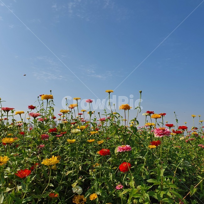 plant,식물,꽃,flowers,하늘,sky