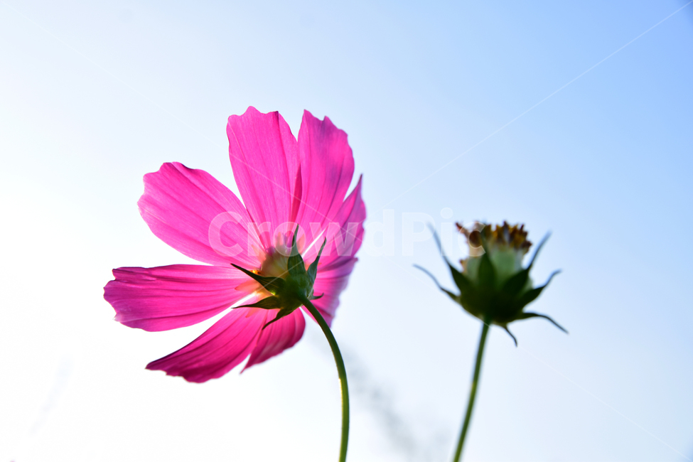 코스모스,코스모스꽃,꽃,가을,가을꽃,식물,국화과,꽃잎,cosmos,flower,fall,autumn,plant,blossom,petal,식물,자연,plants,nature,꽃,flower