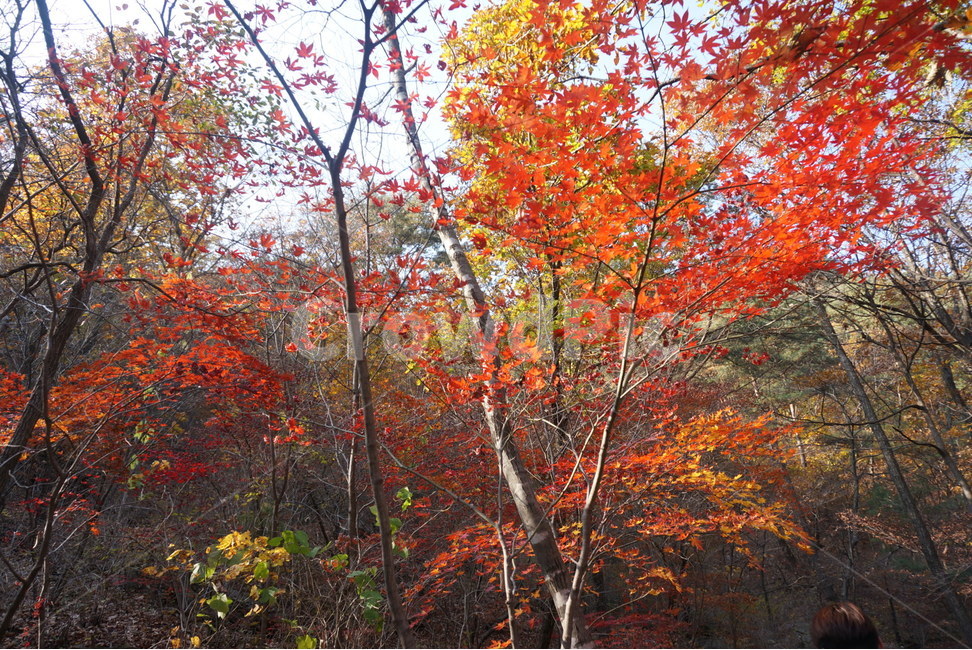 가을,단풍,단풍잎,자연,명성산,풍경,가을,계절,fall,autumn,season,식물,자연,plants,nature,나무,trees,wood,leaf,잎,plant,tree,maple