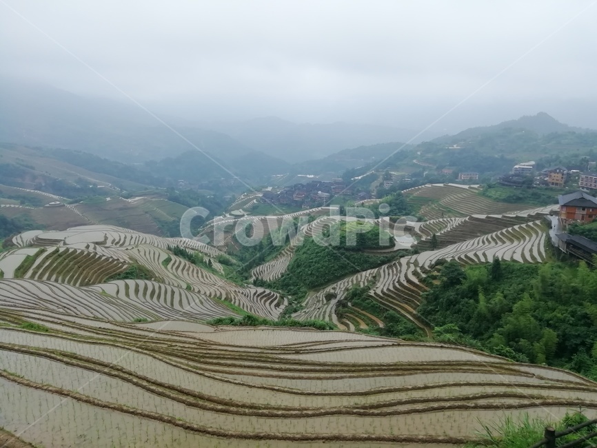 다락논,라이스필드,금갱대채,금불정,계림,용적제전,다랭이논,자연,풍경,nature,landscape,농업,농사,agriculture,farming,farming industry,outdoors,옥외,field,들,grassland,목초지,paddy field,패디 필드,scenery
