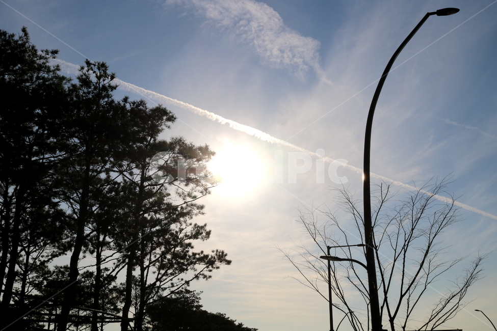 나무,소나무,하늘,구름,태양,자연,풍경,자연,풍경,nature,landscape,light,빛,flare,플레어
