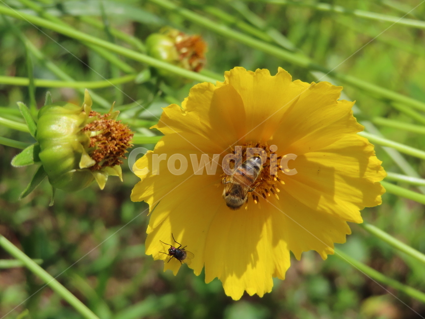 노란색,노란꽃,꿀벌,아름다움,식물,벌레,날벌레,공원,yellow,yellowflowers,honeybees,beauty,plants,bugs,flyingworms,parks