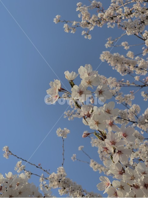 blossom,꽃,flower,벚꽃,cherryblossom,plant,sky,하늘,white,식물