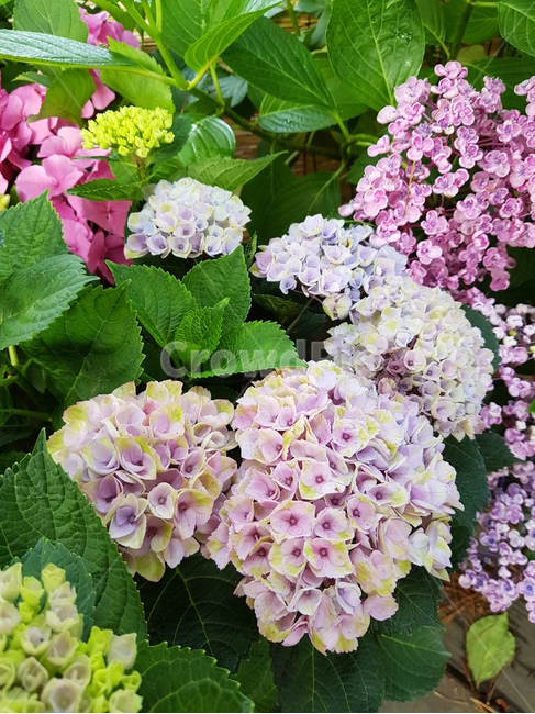 예쁜꽃,꽃,plant,식물,blossom,geranium,제라늄