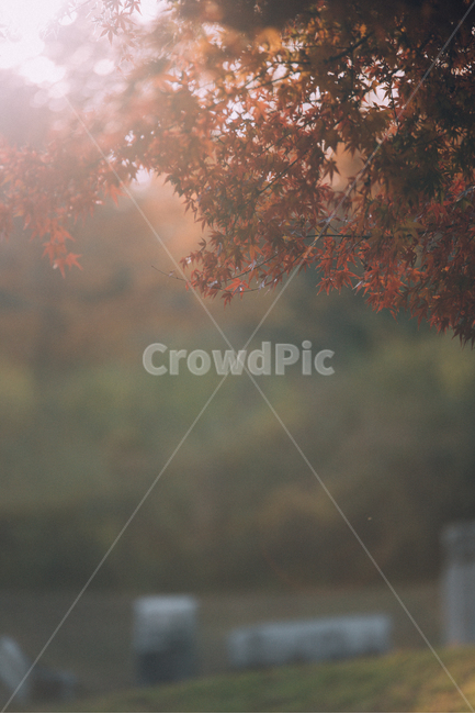 가을,단풍,단풍잎,나무,나뭇잎,fall,가을,계절,fall,autumn,season,nature,자연,weather,날씨