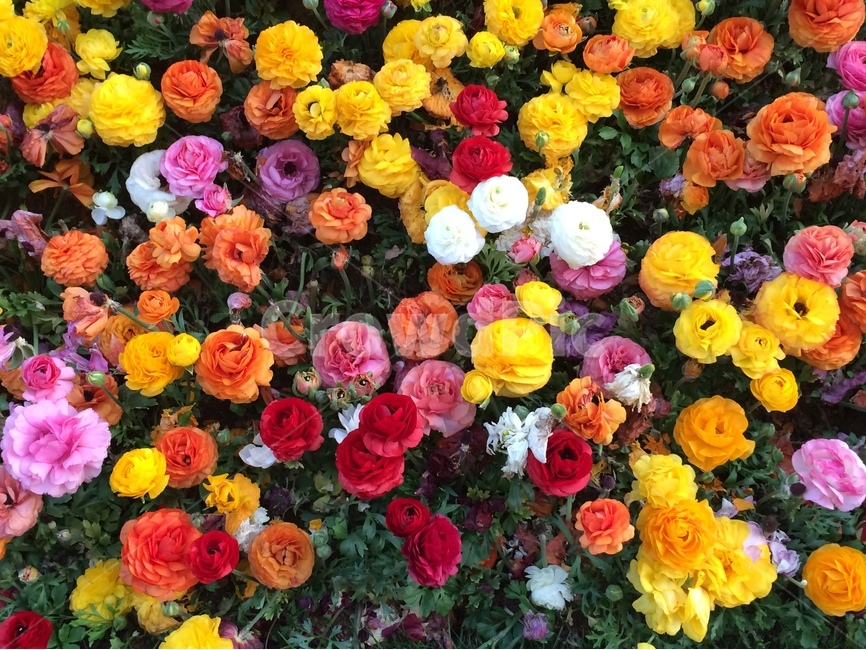 flower bed,flower garden,ranunculus,Wallpapers,colorful